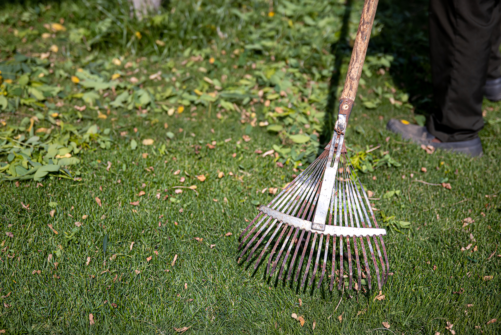 Serrated metal rake for garden cleaning. Garden care.